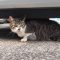 sakura under the car