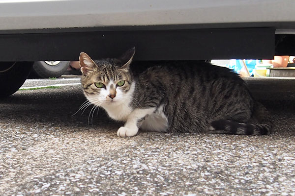 sakura under the car