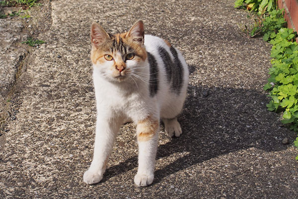 シロミ　見上げる