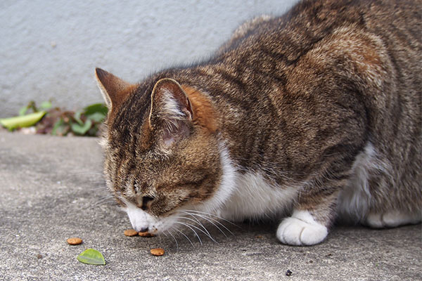 サーヤ　食べる