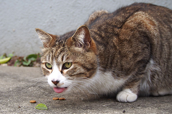 サーヤ　食べる２