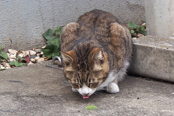 サーヤ　食べる３