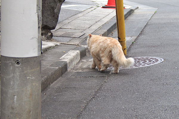 ナリコマ君　帰宅