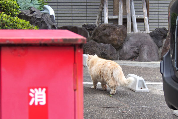 ナリコマ君　帰宅　マンション側から