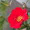 rose red flower