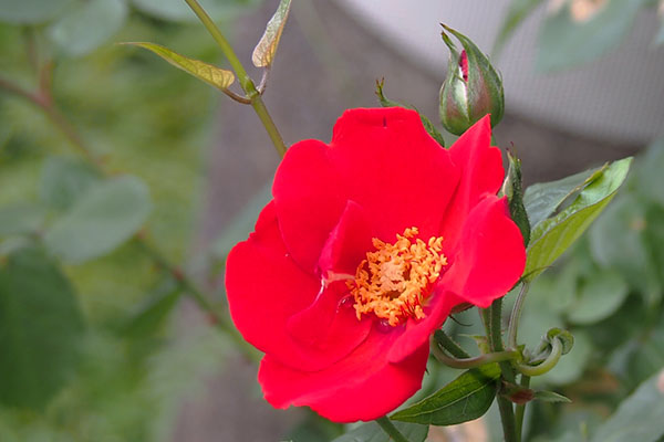 rose red flower