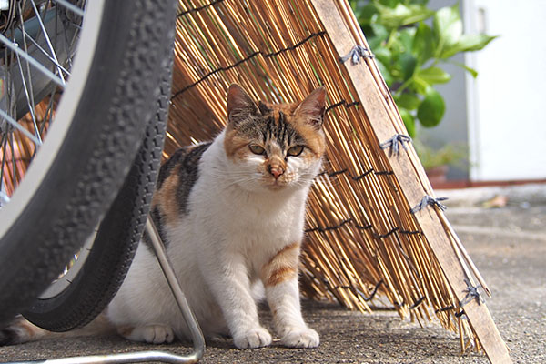 シロミ　すだれの間で