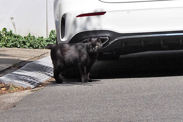 kuron behind the car