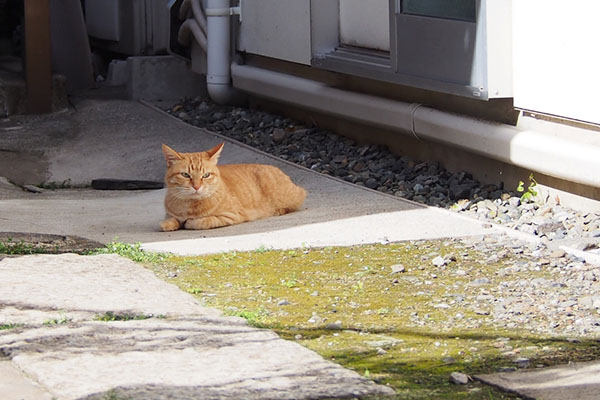 ソラちゃん　モノ太を見る