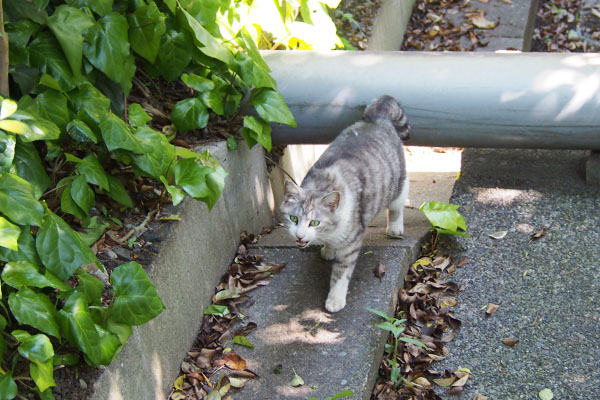 クロム　そっちへ行くにゃ