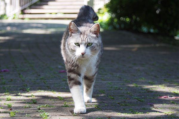 クロム　来たね