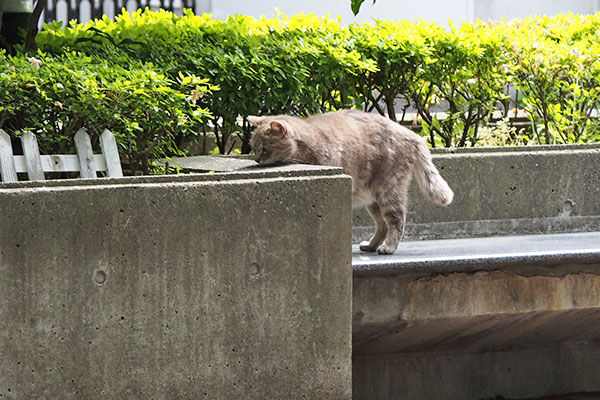 グリ　覗く