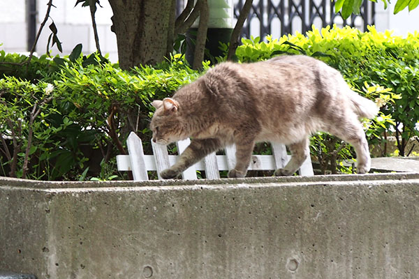 グリ　ヘリを歩く