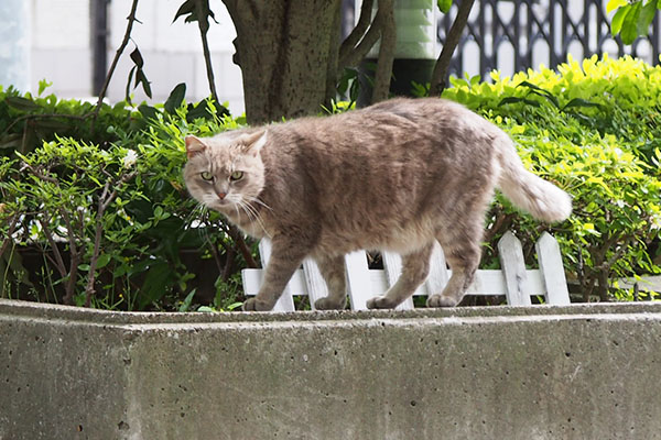 グリ　こちらに気付く