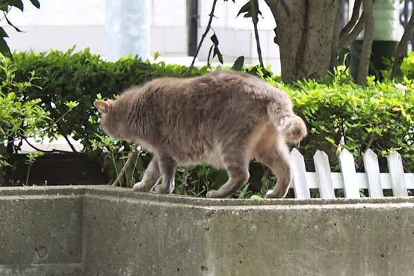 グリ　先へ進む