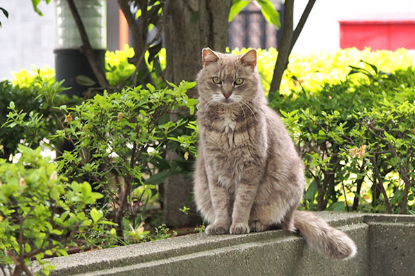 guri sitting and stare