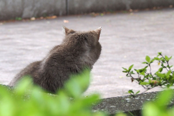 遠くから　グリ　誰か居るのか