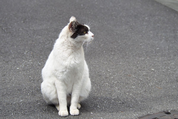 坊　道路にちょこん　横向く