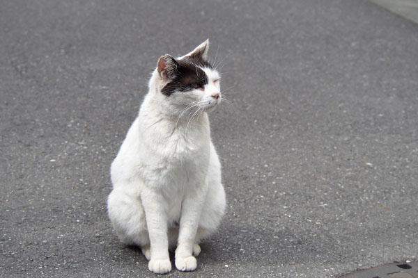 坊　道路にちょこん　横向く２