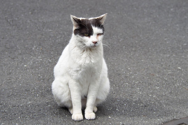 坊　道路にちょこん　イカ耳