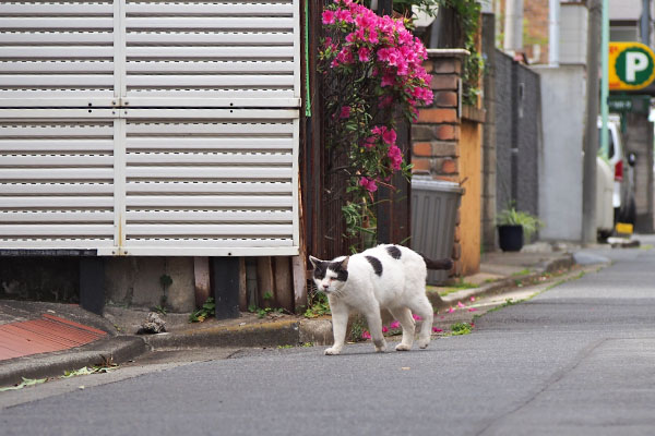 坊　別れ際　ツツジと