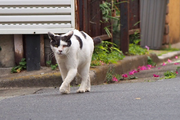 坊　別れ際　歩きながらイカ耳