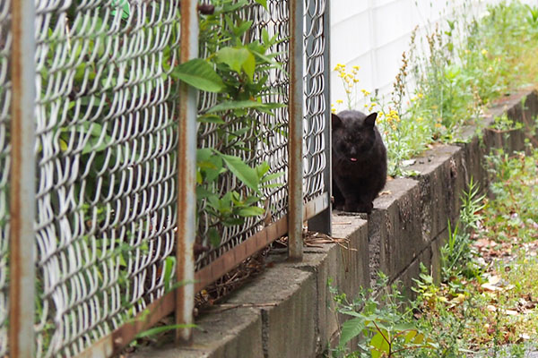 ティア　ぺろんちょしながら見てる