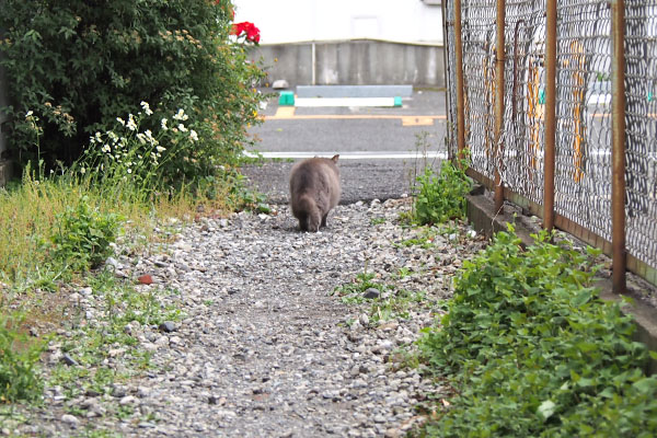 マフ　すっとことー