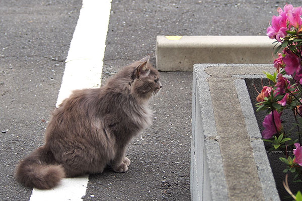 マフ　ちょこんとお座り