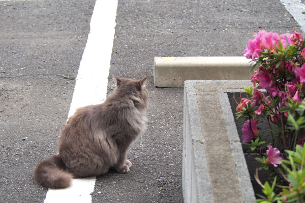 マフ　あっちへ行かねば