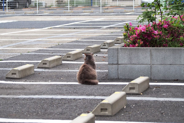 マフ　遠い後ろ姿