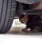 miku hyde under the car
