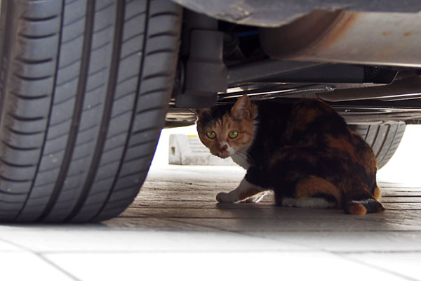 miku hyde under the car