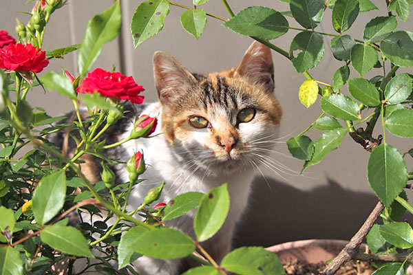 シロミ　花の間から