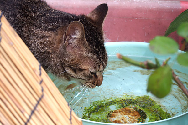 こい太　お水を飲む