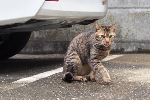 こい太　ぺろん