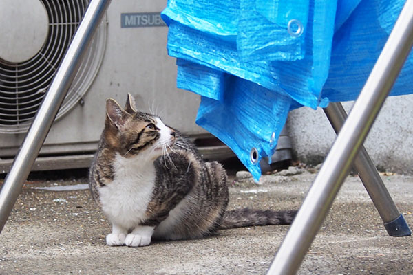 ホットが上を見てる