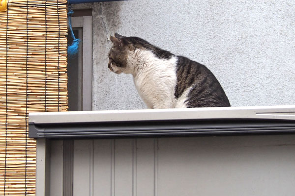 オンブレ　遠くも見てる