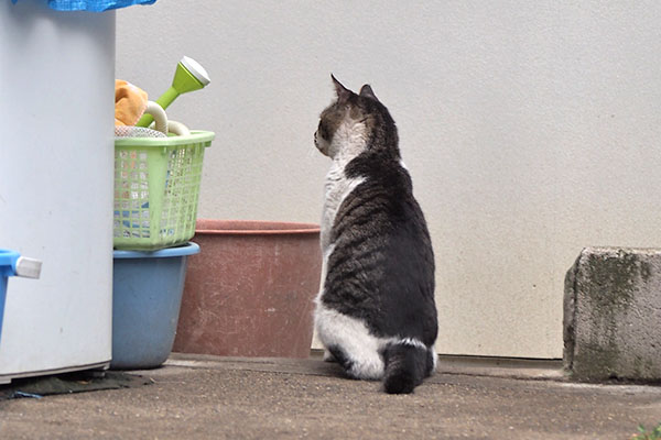 オンブレ　伸びながら見やる