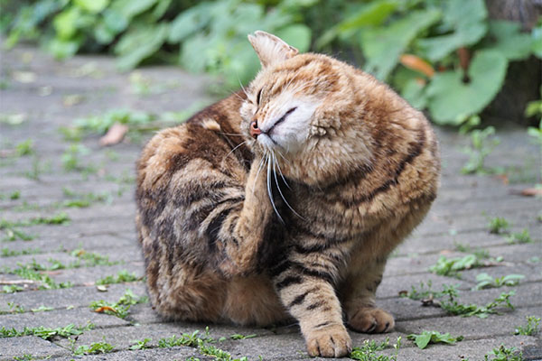 クラタン　後ろ足でカキカキ