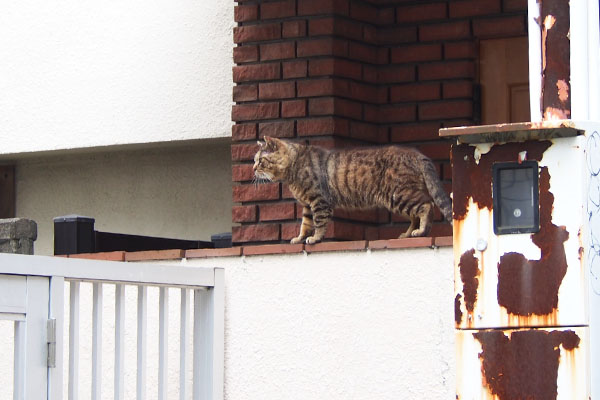 遠くに見えて　ロキ　塀の上