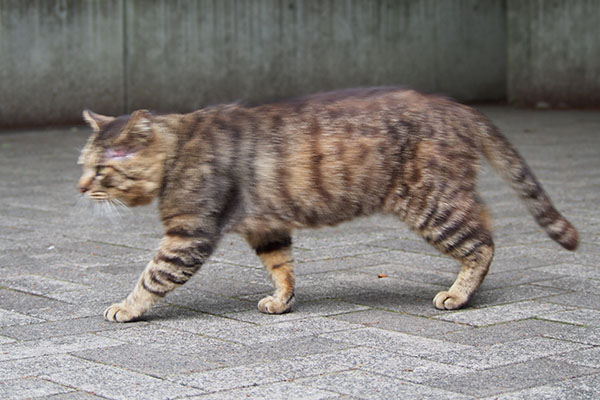 ロキ　左側　歩く