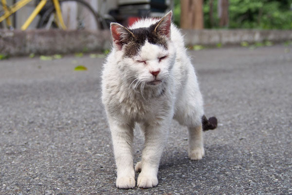 テン　伸びはしない