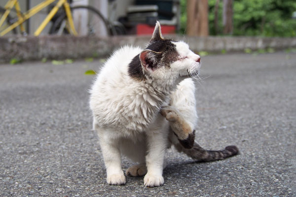 テン　反対側の首　カキカキ