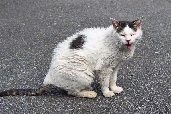 テン　バイバイにゃー