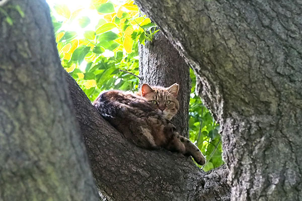 クラタン　木の股でくつろぐ　２