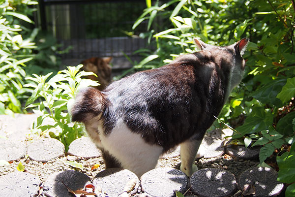 クラタン　階段を下りてタンタルが見る