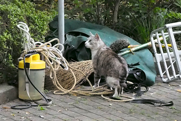 クロム　上を見てる