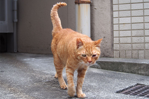 カブ　出て来た