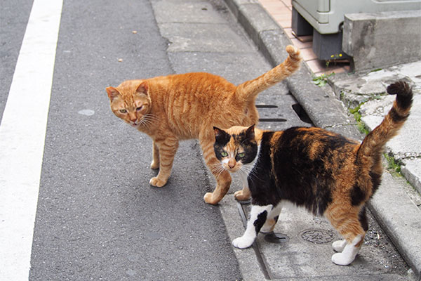 カブリコ　ツーショ　ベスト